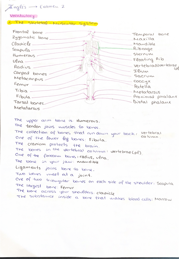 Miniatura del documento Resumen-Parcial-2-Ingles-Apuntes-Elena-Curro.pdf