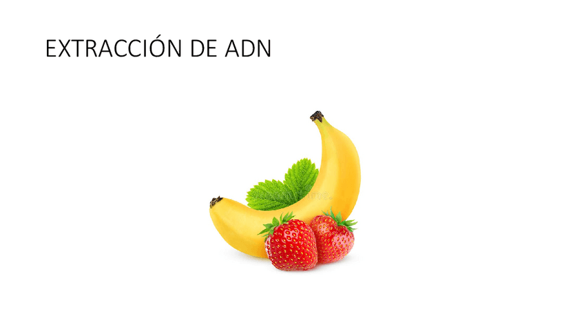 Miniatura del documento 2.-Extraccion-de-ADN.pdf