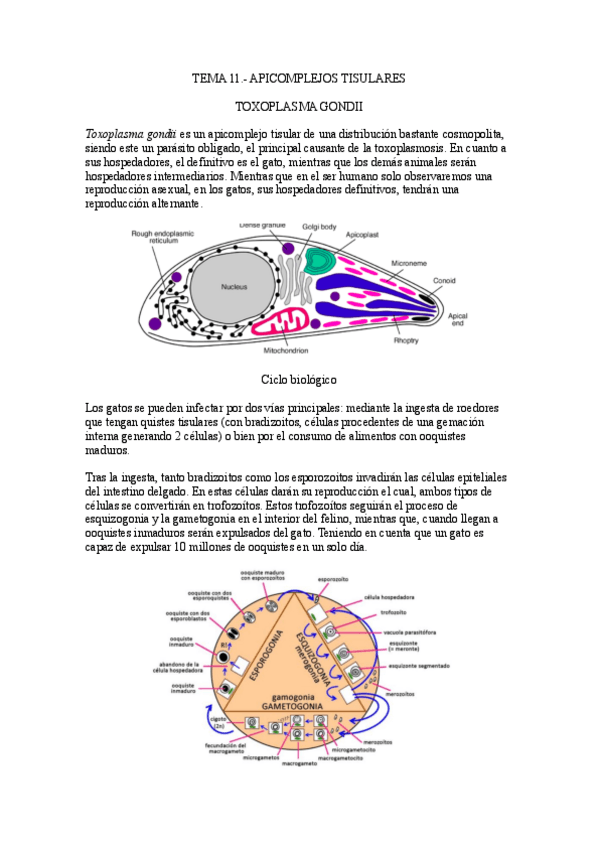 Miniatura del documento Tema-11.-Apicomplejos-tisulares.pdf