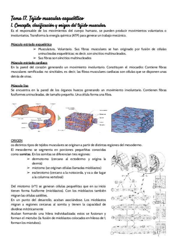 Miniatura del documento Tema-17-histo.pdf
