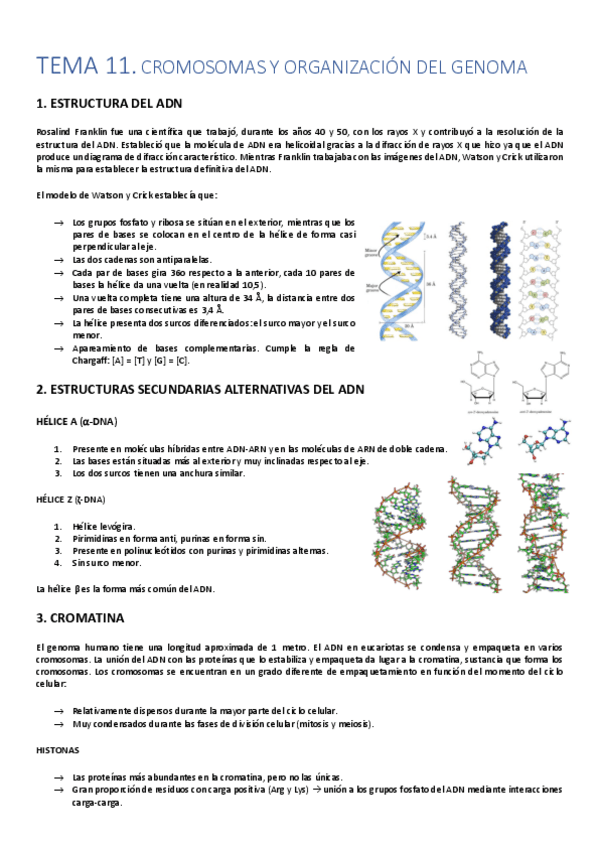 Miniatura del documento TEMA-11-21-BIOLOGIA.pdf