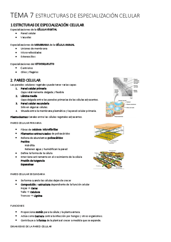 Miniatura del documento TEMA-7-BIOLOGIA.pdf
