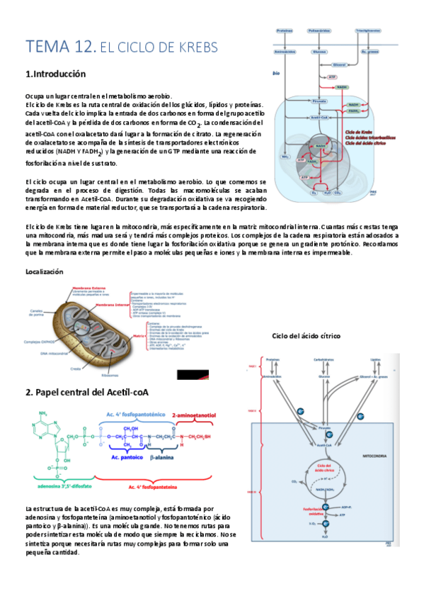Miniatura del documento TEMA-12-BIOQUIMICA.pdf