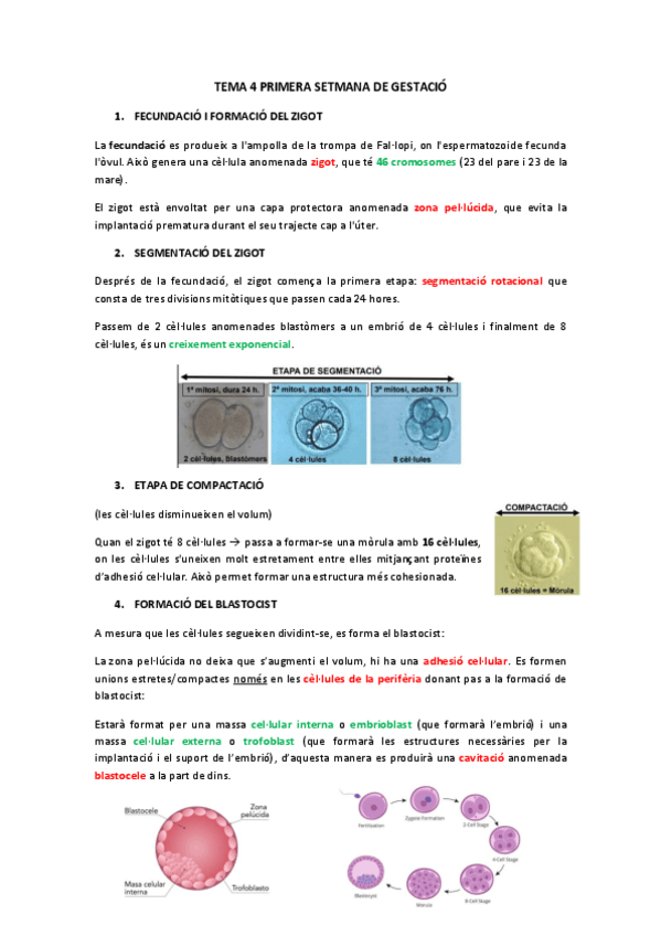 Miniatura del documento tema-4-6-embriologia-general.pdf