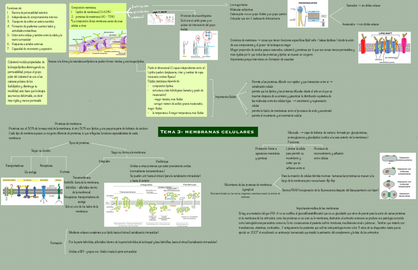 Miniatura del documento Tema-3-membranas-celulares.pdf