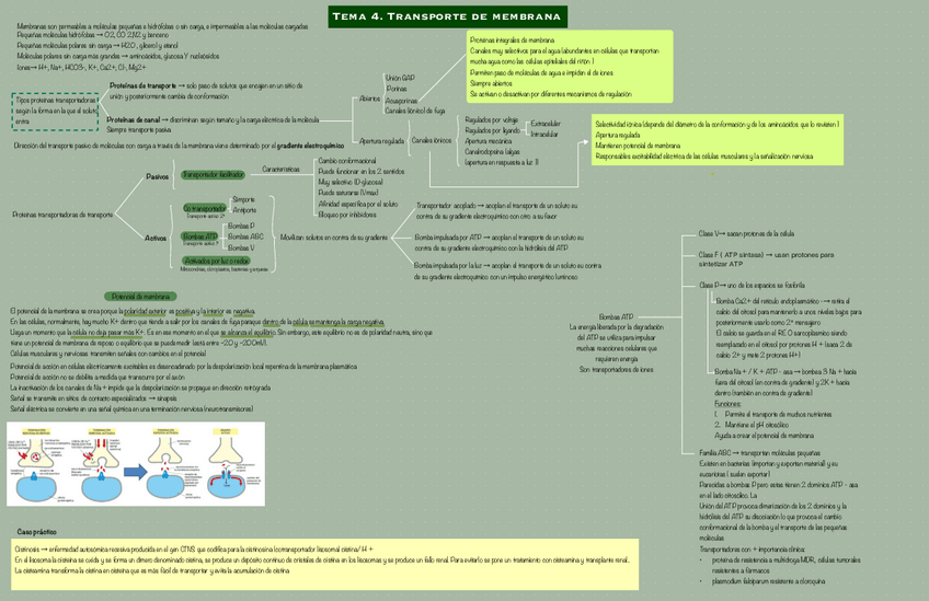 Miniatura del documento Tema-4.-Transporte-de-membrana.pdf