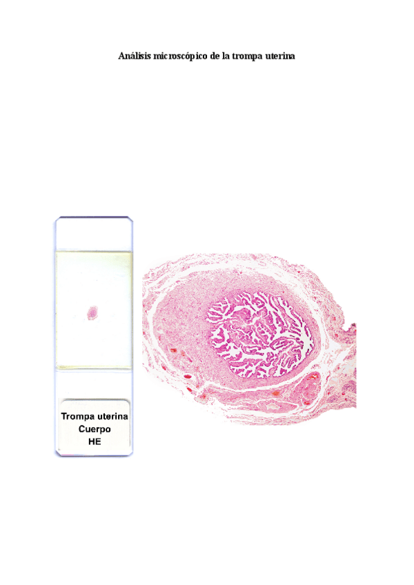 Miniatura del documento Trabajohistodesarrolloejemplo.pdf