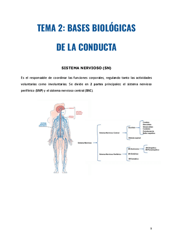 Miniatura del documento 2. Bases biológicas de la conducta.pdf