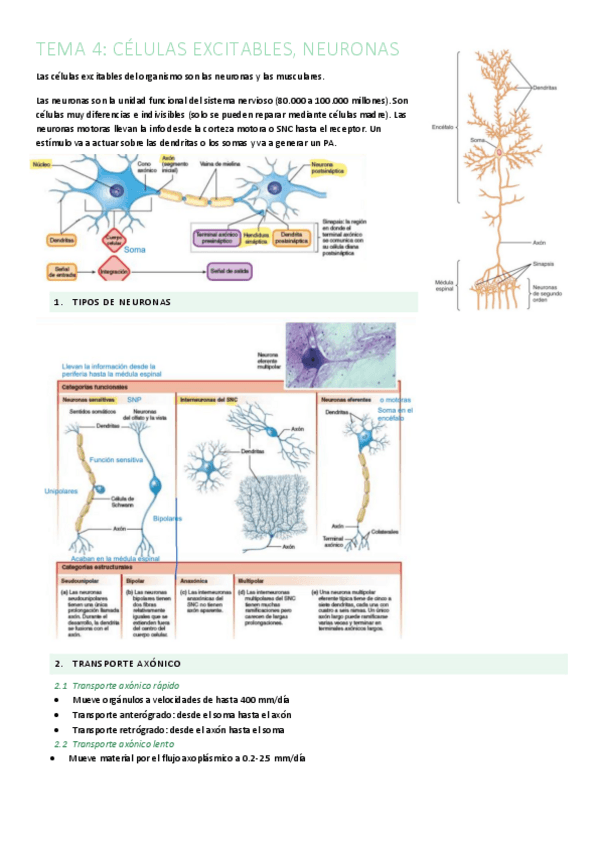 Miniatura del documento TEMA-4.pdf
