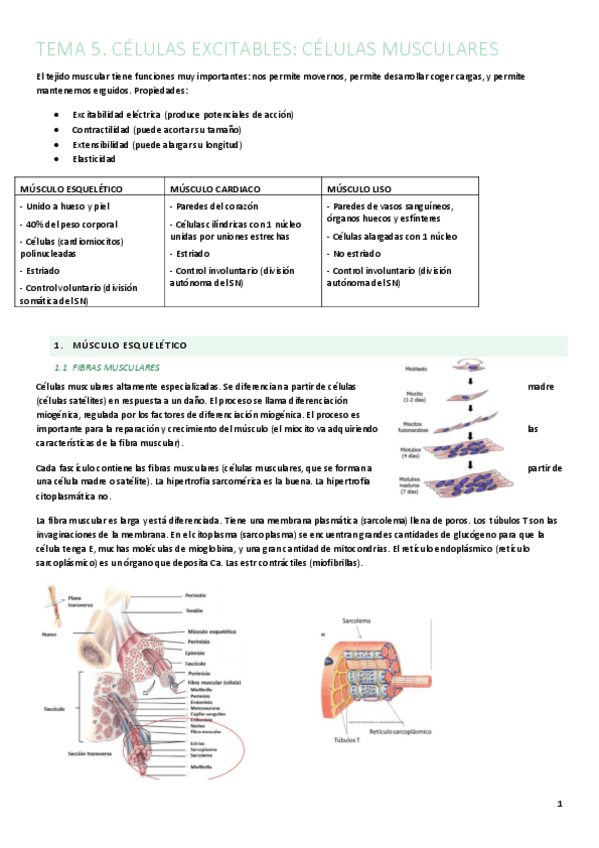 Miniatura del documento Tema-5-Fisiologia-del-sistema-muscular.pdf