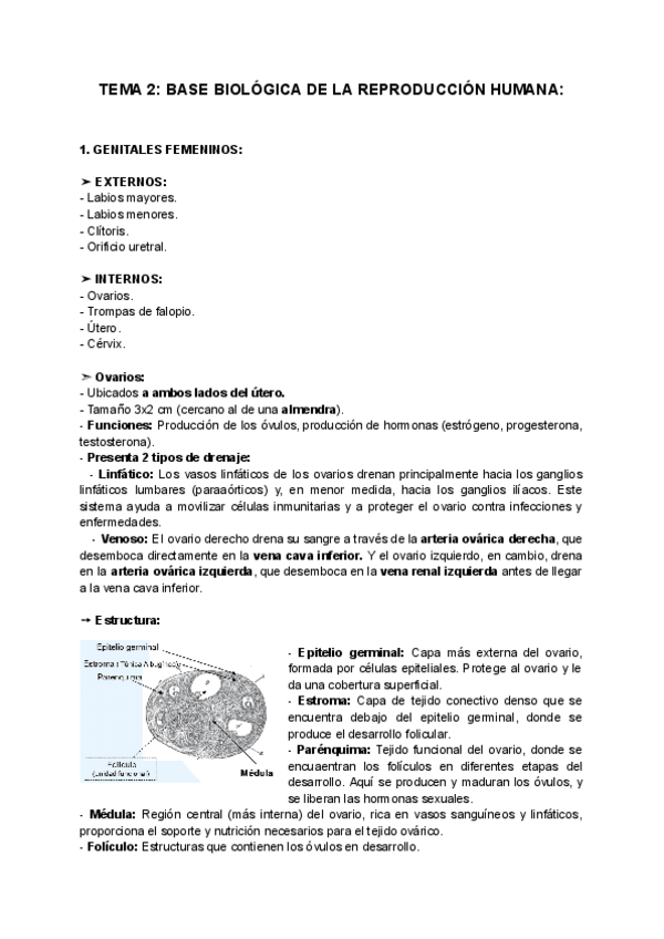 Miniatura del documento TEMA-2-BASE-BIOLOGICA-DE-LA-REPRODUCCION-HUMANA.pdf