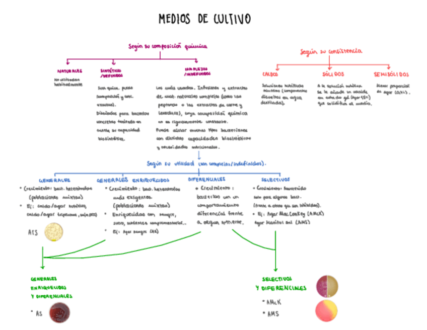 Miniatura del documento Clasificacion-de-los-medios-de-cultivo-Esquema.pdf