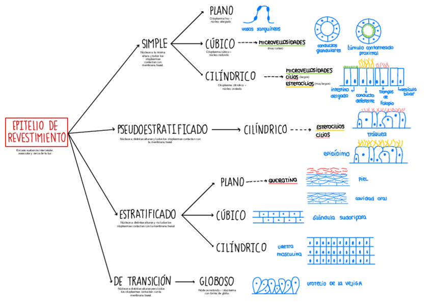 Miniatura del documento Diagrama-epitelios-de-revestimiento-practicas.pdf