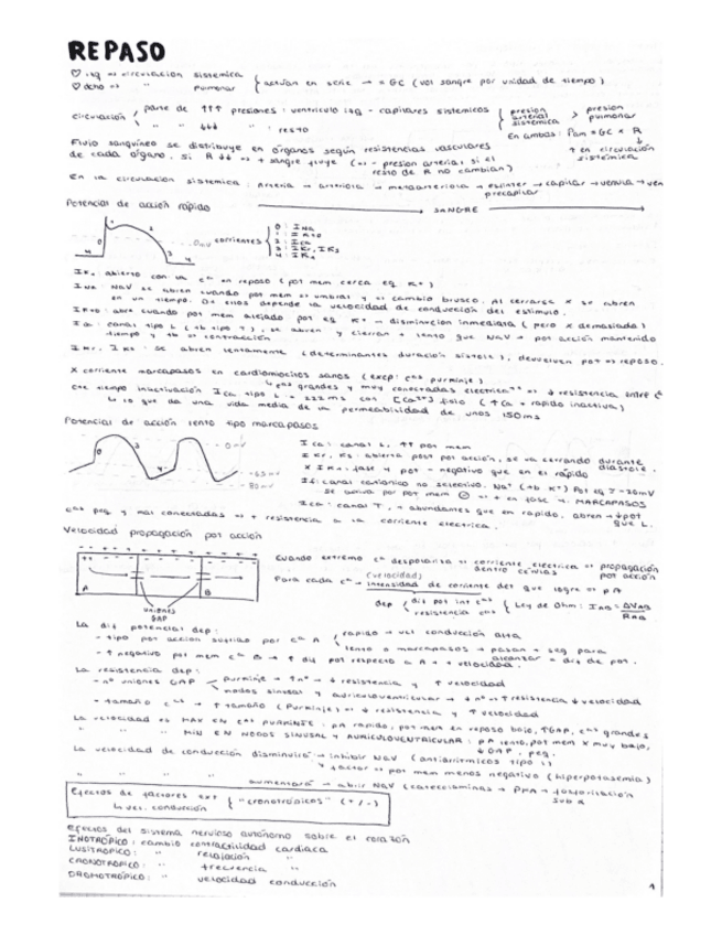 Miniatura del documento Apuntes-cardio.pdf