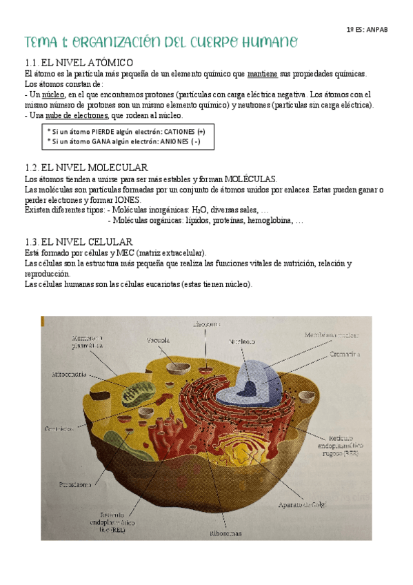 Miniatura del documento TEMA-1-ANATOMIA.pdf
