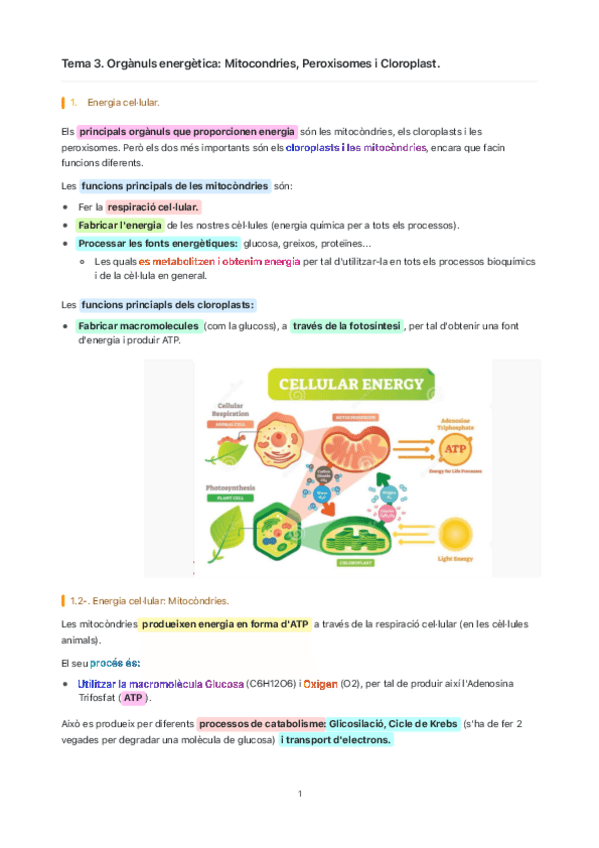 Miniatura del documento Tema-3.-Organuls-energetics-Mitocondries-Peroxisomes-i-Cloroplast..pdf