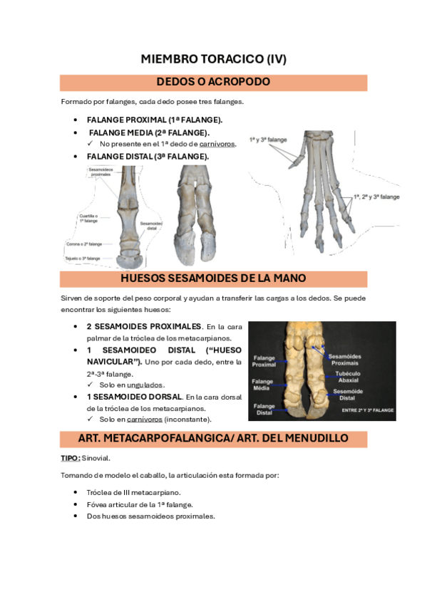 Miniatura del documento 16.-MIEMBRO-TORACICO-IV.pdf
