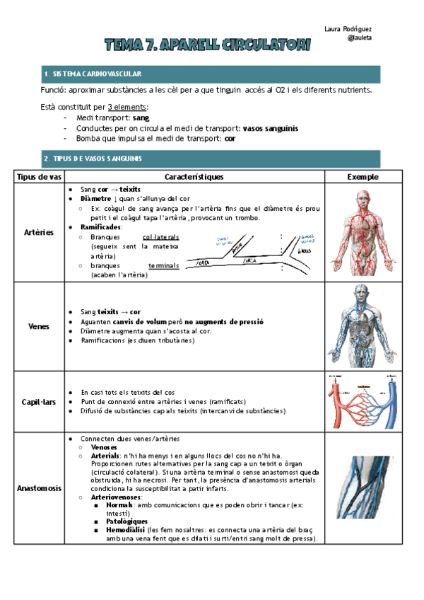 Miniatura del documento Tema-7-anatomia-Aparell-circulatori.pdf