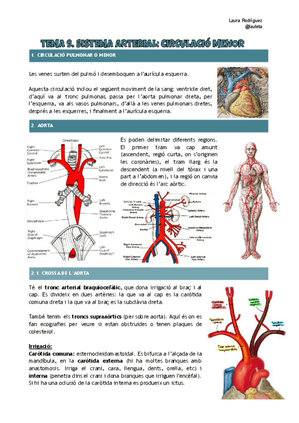 Miniatura del documento Tema-9-anatomia-Sistema-arterial-menor.pdf