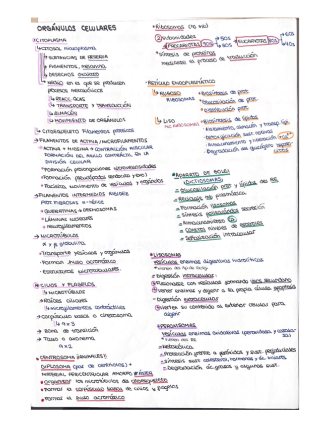 Miniatura del documento Citologia-esquemas.pdf