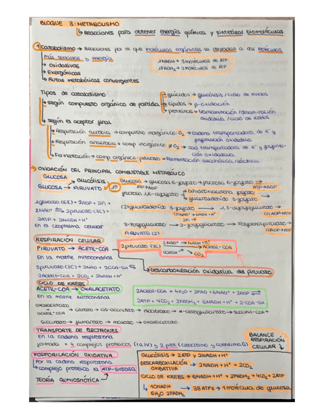 Miniatura del documento METABOLISMO-esquemas.pdf