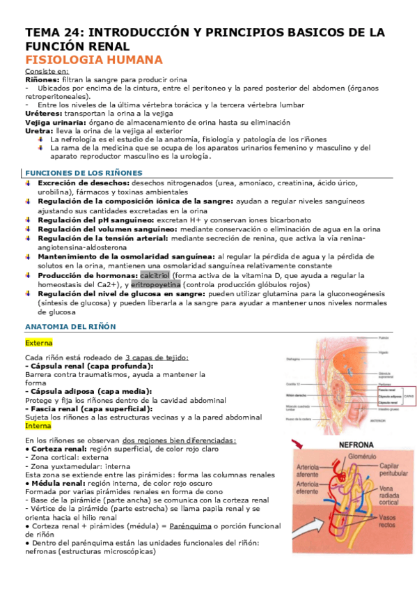 Miniatura del documento TEMA-24-FISIO.pdf