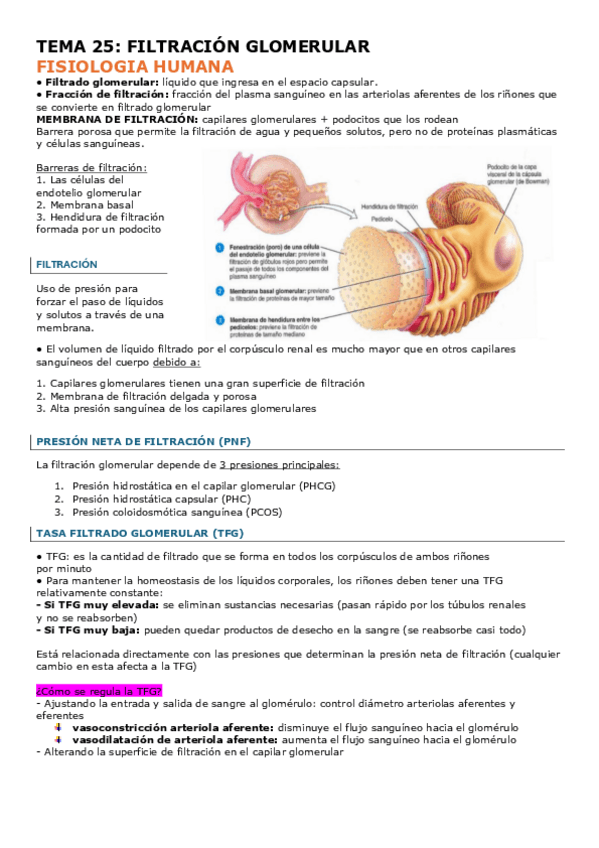 Miniatura del documento TEMA-25-FISIO.pdf
