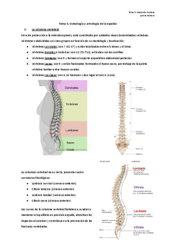 Miniatura del documento Tema-5.-Osteologia-y-astrologia-de-la-espalda.pdf