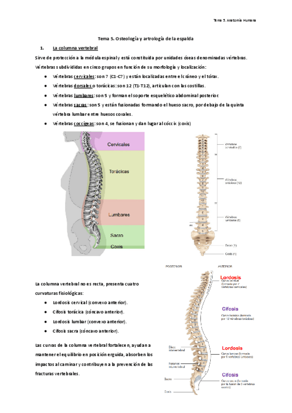 Miniatura del documento Tema-5.-Osteologia-y-astrologia-de-la-espalda..pdf