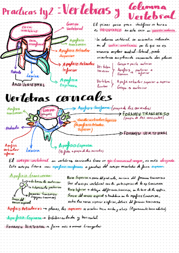 Miniatura del documento Practica-laboratorio-vertebras.pdf