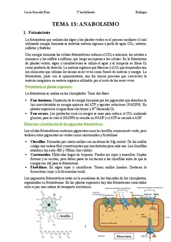 Miniatura del documento metabolismo-II-anabolismo.pdf