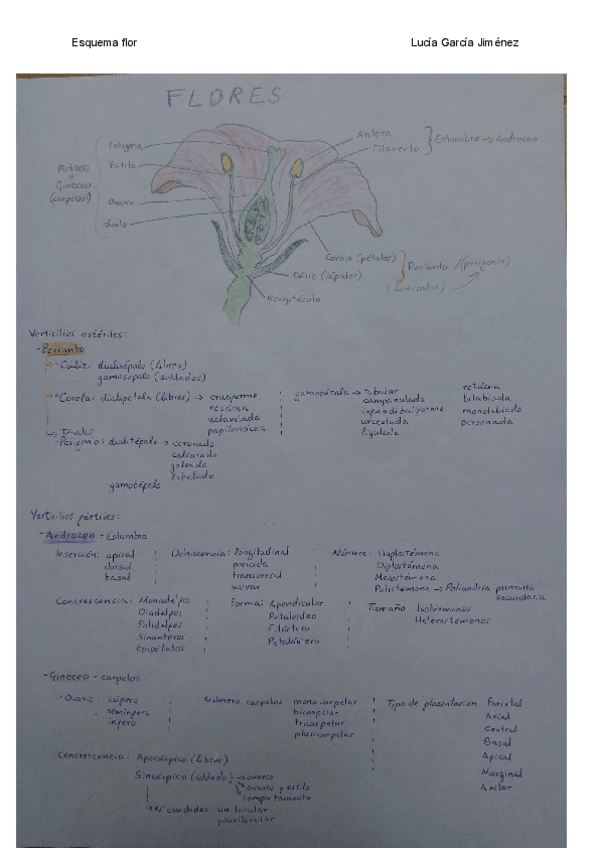 Miniatura del documento Esquema flor.pdf
