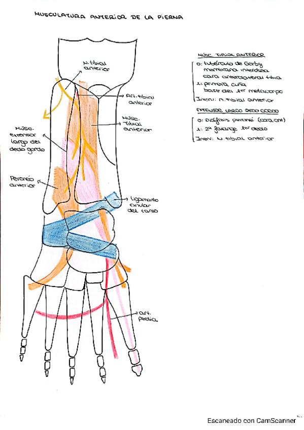Miniatura del documento MUSCULOS-ARTICULACION-TOBILLO.pdf