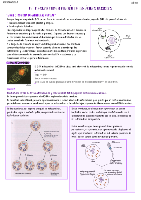 Miniatura del documento apunts-mc-1-biomol.pdf