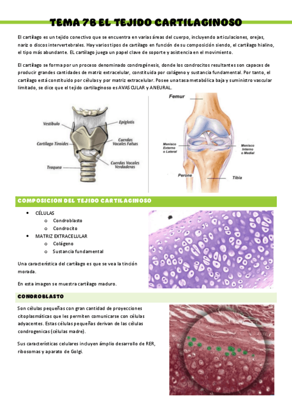 Miniatura del documento HISTOLOGIA-T7-B.pdf