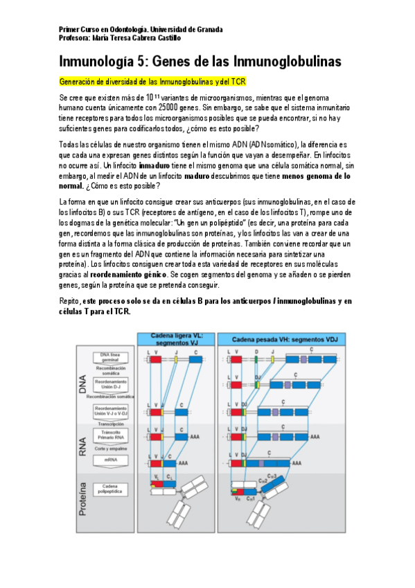 Miniatura del documento Inmunología 5. Genes de las Inmunoglobulinas.pdf