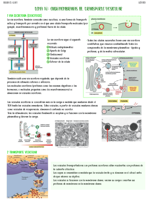 Miniatura del documento tema-10-biologia-celular-I.pdf