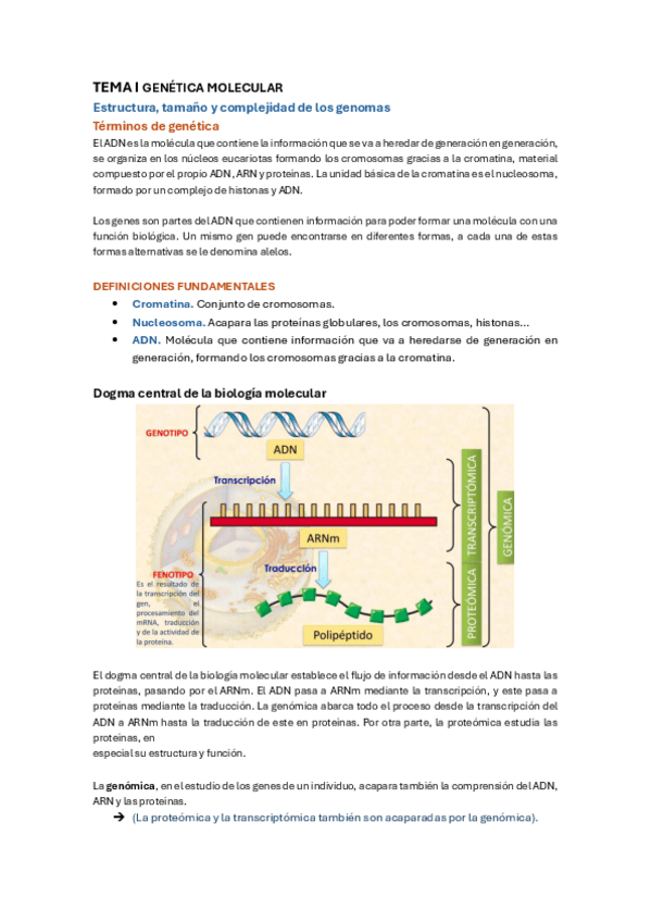 Miniatura del documento TEMA-I-GENETICA-MOLECULAR.pdf