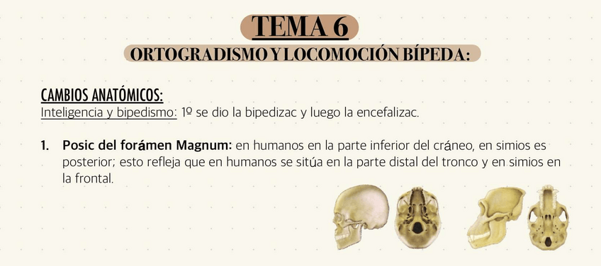 Miniatura del documento T6-ORTOGRADISMO-Y-LOCOMOCION-BIPEDA.pdf