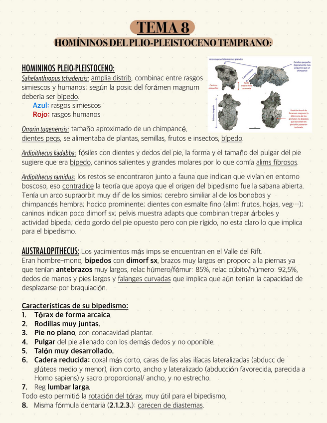 Miniatura del documento T8-HOMININOS-DEL-PLIO-PLEISTOCENO-TEMPRANO.pdf