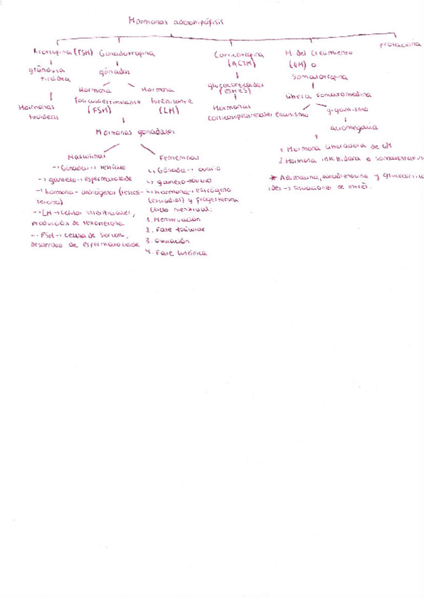 Miniatura del documento Esquema-hormonas.pdf