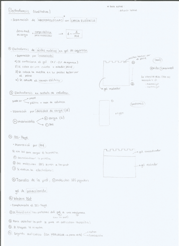 Miniatura del documento Electroforesis-Resum.pdf