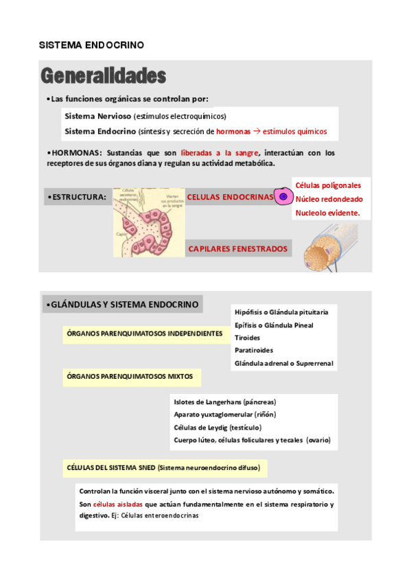 Miniatura del documento SISTEMA-ENDOCRINO.pdf