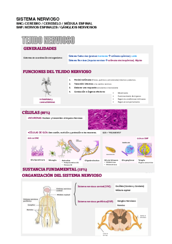 Miniatura del documento SISTEMA-NERVIOSO.pdf