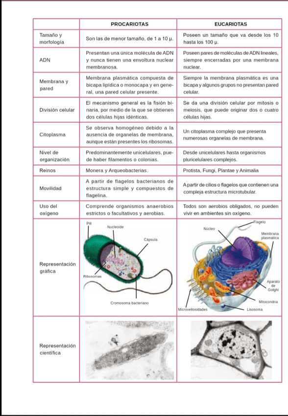 Miniatura del documento Tabla-comparativa-de-celulas.jpg