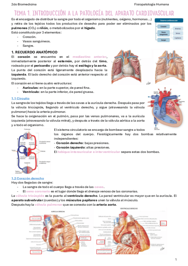 Miniatura del documento T1-Introduccion-a-la-patologia-del-aparato-cardiovascular.pdf