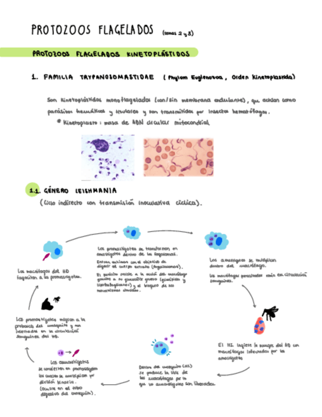 Miniatura del documento Protozoos-Flagelados-Esquema-ciclos-t.-2-y-3.pdf