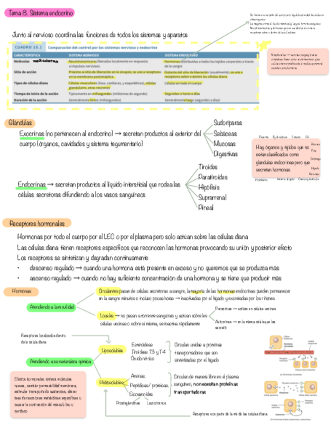 Miniatura del documento Tema-8.-Sistema-endocrino.pdf