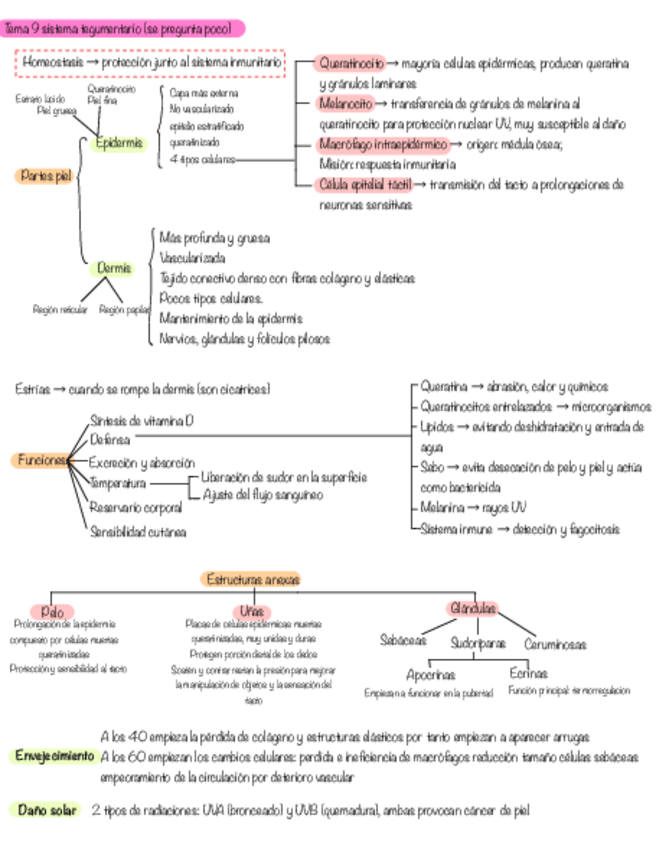 Miniatura del documento Tema-9.-Sistema-tegumentario.pdf