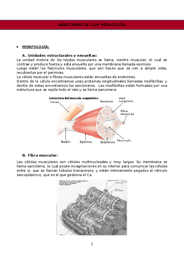 Miniatura del documento ANATOMIA-DE-LOS-MUSCULOS.docx